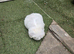 Bichon Maltese For Sale