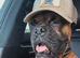 Boxer female bobtail
