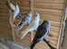Beautiful Grey Face Pied Cockatiel