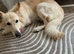 Beautiful white German shepherd