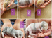 5 adorable bunny rabbit