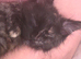 Rehomeing of main coon