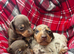 Beautiful dachshund puppies!! ONLY 2 left!'