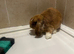 Male mini lop