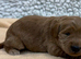 Sunning littler of Australian Double Doodles from Health screened parents