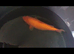 Koi Benigo
