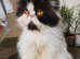 Dollface Persian boy
