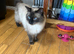 Full pedigree seal girl 4 year old and ragdoll boy for sale together due to family illness would prefer the both going together Romeo the boy has been