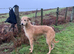 Bedlington whippet pups