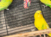 3 budgies