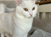 Stunning pure white Persian cross girl 2years