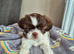 Shih tzus