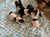 Small tri jack Russell