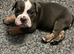 Old English bulldogs