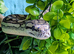 Coastal x Irian Jaya?.. female