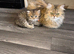 Golden shaded & solid brown Persian kitten