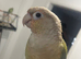 Conure baby tamed