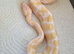 Female enchi albino 100% het piebald