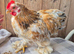 Pekin bantam cockeril