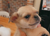 French bulldog x pug