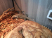 Argentina Tegu