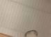 Penguin hen zebra finch