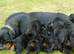 Full German rottweiler