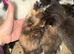 Kittens female and male