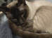 Traditional siamese chocolate point boy stud