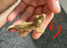 bio colour or low expression morph Baby crested gecko
