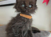 Stunning Maine Coon X Ragdoll