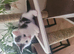 Lovely kitten available