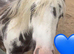 Gypsy cob rising 2