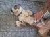 English bull terrier x Am Staff
