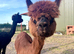 2 castrated male alpaca