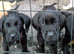 Labrador puppys