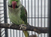 Beautiful ALEXANDRINE PARROT FOR SALE MALE