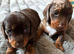 Miniature dachshund