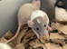 Rats for sale hull