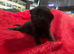 Kittens for sale.