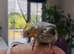 Young cockatiel