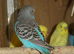 BUDGIES FOR SALE