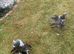 Blue Indian fantail pair