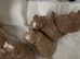 F1 Maltipoo Puppies Extensively DNA Lab Tested Parents