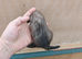 Unique micro jill- Nearly 6months old.