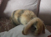 Beautiful mini lops for sale