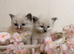 RAGDOLL KITTENS