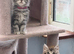 Excel Maine Coon kitten for sale