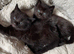 Kittens need home forever