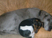 Doberman or Great Dane wanted